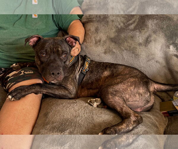 Medium Photo #3 American Pit Bull Terrier-Unknown Mix Puppy For Sale in Germantown, OH, USA
