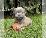 Small #1 French Bulldog