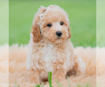 Small Photo #51 Maltipoo (Miniature) Puppy For Sale in WARSAW, IN, USA