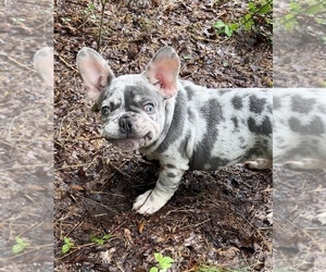 French Bulldog Puppy for Sale in GREAT FALLS, Virginia USA