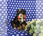 Small Photo #4 Bernedoodle (Miniature) Puppy For Sale in OXFORD, PA, USA