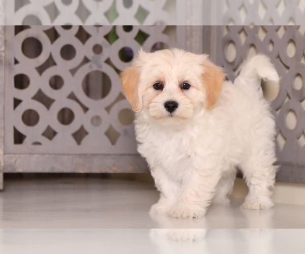 Medium Photo #2 Morkie Puppy For Sale in MOUNT VERNON, OH, USA
