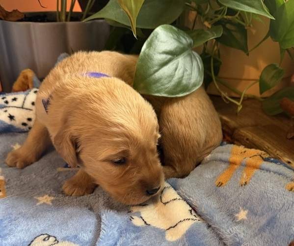 Medium Photo #6 Golden Retriever Puppy For Sale in VESUVIUS, VA, USA