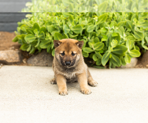 Medium Photo #3 Shiba Inu Puppy For Sale in MILLERSBURG, IN, USA