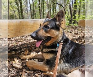 German Shepherd Dog Dogs for adoption in LOGANVILLE, GA, USA