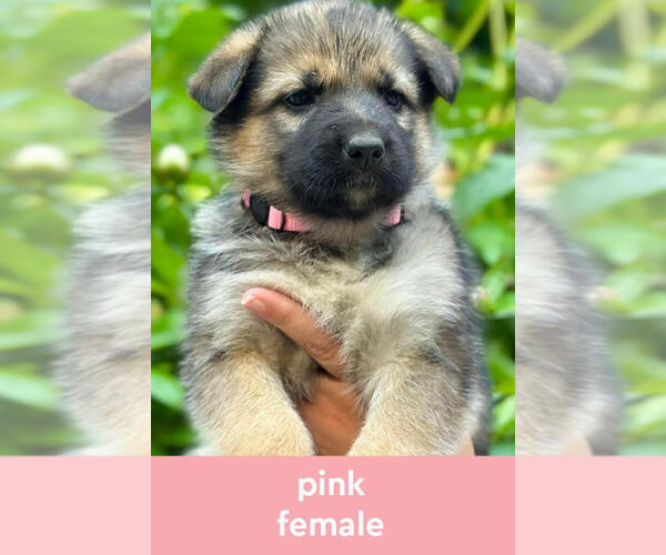Medium Photo #3 German Shepherd Dog-Siberian Husky Mix Puppy For Sale in LANSING, MI, USA
