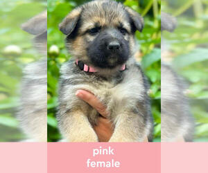 Medium German Shepherd Dog-Siberian Husky Mix