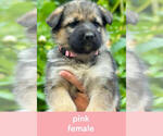 Puppy Pink German Shepherd Dog-Siberian Husky Mix