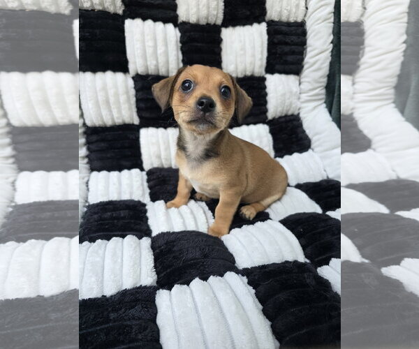 Medium Photo #1 Chihuahua-Unknown Mix Puppy For Sale in San Francisco, CA, USA