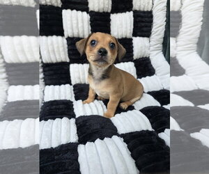 Chihuahua-Unknown Mix Dogs for adoption in San Francisco, CA, USA