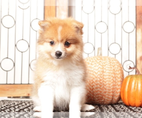 Medium Photo #2 Pomeranian Puppy For Sale in NAPLES, FL, USA