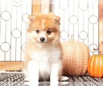Small #1 Pomeranian