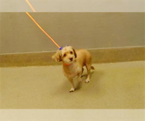 Medium Photo #1 Mutt Puppy For Sale in Las Vegas, NV, USA