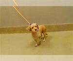 Small Mutt