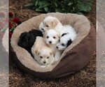 Small Photo #2 Maltipoo Puppy For Sale in SUNBURY, PA, USA