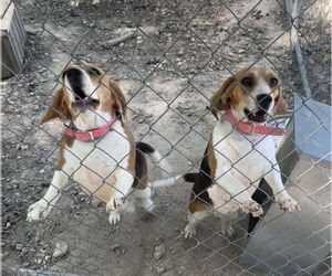 Beagle Dogs for adoption in Harrison, AR, USA