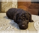 Small Photo #4 Poodle (Miniature) Puppy For Sale in EMPORIA, KS, USA