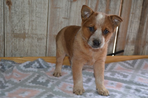 Medium Photo #1 Australian Cattle Dog Puppy For Sale in HONEY BROOK, PA, USA