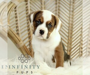 Boxador Puppy for sale in NEW HOLLAND, PA, USA