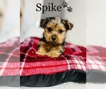 Small Photo #19 Yorkshire Terrier Puppy For Sale in COOKEVILLE, TN, USA