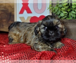 Shih Tzu Puppy for sale in MANES, MO, USA