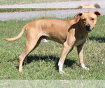 Small Photo #3 Mountain Cur-Unknown Mix Puppy For Sale in Prattville, AL, USA
