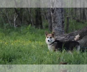 Mother of the Pembroke Welsh Corgi puppies born on 01/10/2025