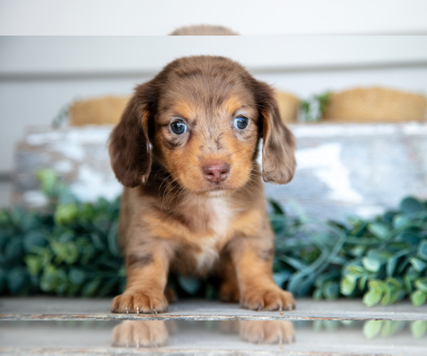 Medium Photo #3 Dachshund Puppy For Sale in NAPPANEE, IN, USA