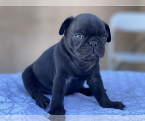Pug Puppy for sale in LIVINGSTON, CA, USA