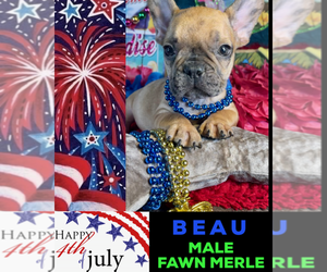 French Bulldog Puppy for sale in HEATHROW, FL, USA