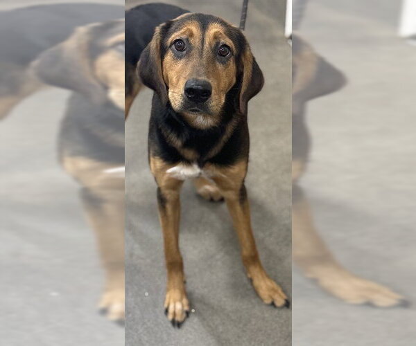 Medium Photo #1 English Coonhound-Unknown Mix Puppy For Sale in Forestville, MD, USA
