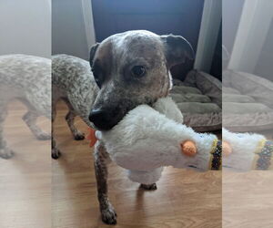 Rocco - Male Mutt Dog for Adoption - Photo #4