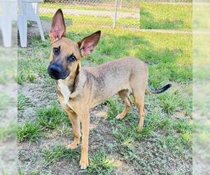 Mutt Dogs for adoption in Conroe, TX, USA