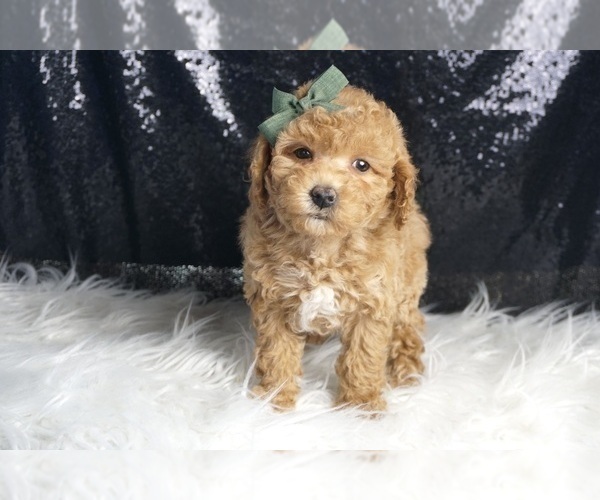 Medium Photo #53 Goldendoodle (Miniature) Puppy For Sale in WARSAW, IN, USA