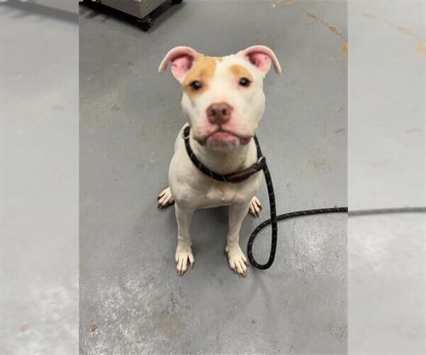 Medium Photo #1 Mutt Puppy For Sale in Peoria, IL, USA