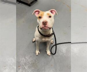 Mutt Dogs for adoption in Peoria, IL, USA