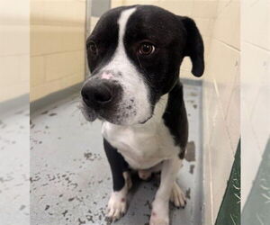 Medium American Pit Bull Terrier Mix