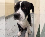 Small American Pit Bull Terrier Mix