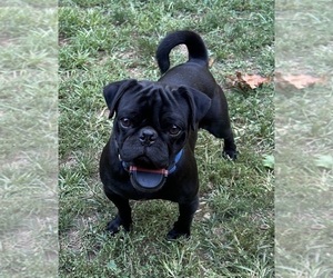 Father of the Puggle puppies born on 06/12/2025