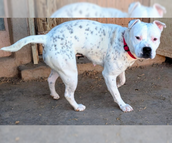 Medium Photo #2 American Staffordshire Terrier-Unknown Mix Puppy For Sale in Pena Blanca, NM, USA