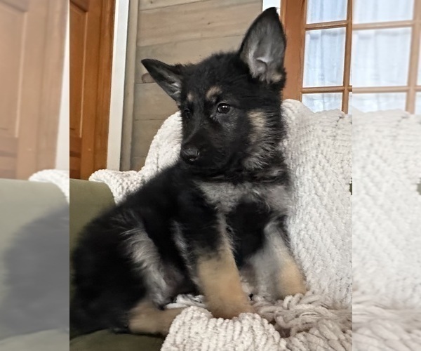 Medium Photo #4 German Shepherd Dog Puppy For Sale in PERKINSVILLE, VT, USA