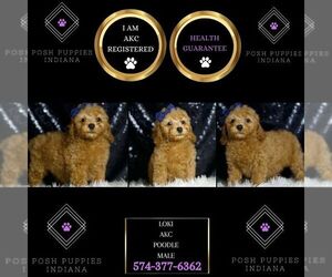 Poodle (Miniature) Puppy for sale in WARSAW, IN, USA