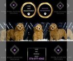 Small Poodle (Miniature)