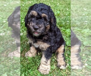 Miniature Bernedoodle Puppy for sale in DENVER, PA, USA