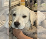 Small Photo #3 Labrador Retriever-Unknown Mix Puppy For Sale in San Diego, CA, USA