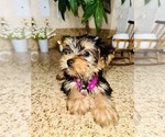Small Photo #5 Yorkshire Terrier Puppy For Sale in RIVERSIDE, CA, USA