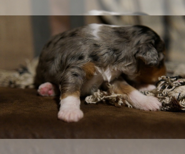 Medium Photo #5 Golden Mountain Doodle  Puppy For Sale in JIM FALLS, WI, USA