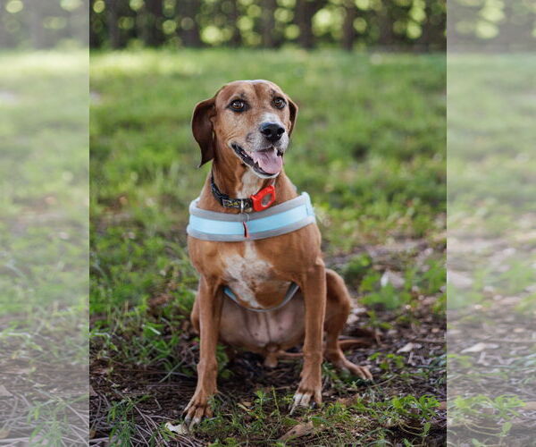 Medium Photo #7 Redbone Coonhound Puppy For Sale in Davie, FL, USA