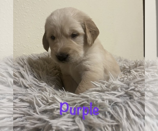 Medium Photo #6 Golden Retriever Puppy For Sale in MERIDIAN, ID, USA