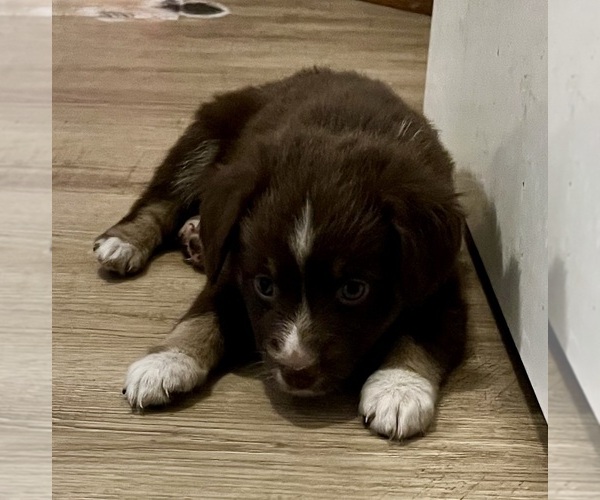 Medium Photo #10 Miniature Australian Shepherd Puppy For Sale in FORT MORGAN, CO, USA